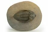 Gorgeous Zlichovaspis Trilobite - Orange Eyes #310618-5